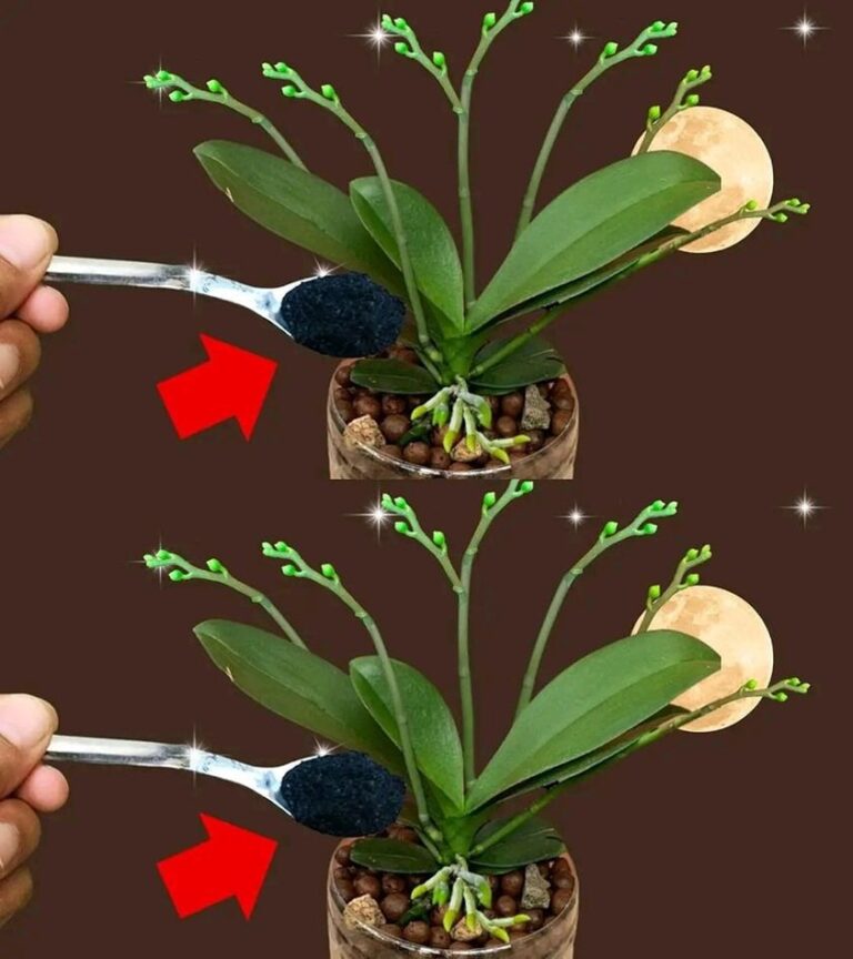 Majoritatea oamenilor așază orhideea în locul greșit, motiv pentru care nu înflorește.